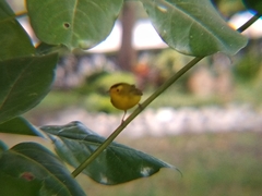 Cardellina pusilla