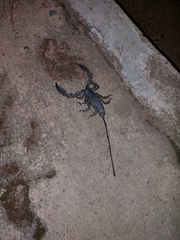 Hadogenes troglodytes