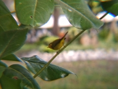 Cardellina pusilla