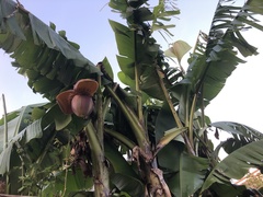 Musa basjoo