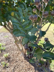 Lagerstroemia indica