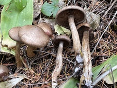 Cortinarius infractiflavus