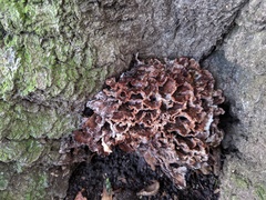 Podoscypha multizonata