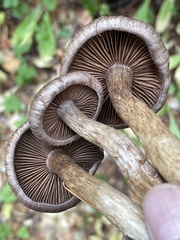 Cortinarius infractiflavus