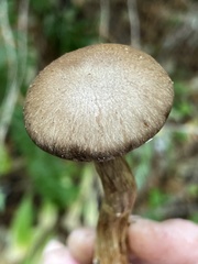 Cortinarius infractiflavus