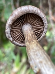 Cortinarius infractiflavus
