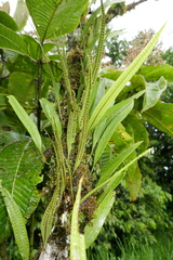 Microgramma percussa