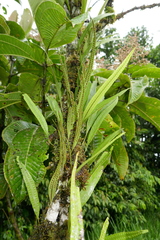 Microgramma percussa