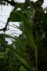 Microgramma percussa