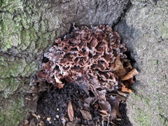 Podoscypha multizonata