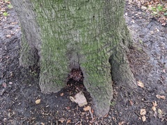 Podoscypha multizonata