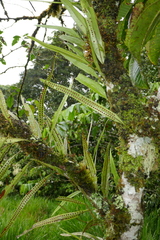 Microgramma percussa