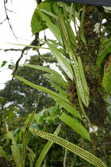 Microgramma percussa