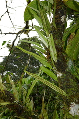 Microgramma percussa