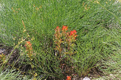 Castilleja applegatei viscida