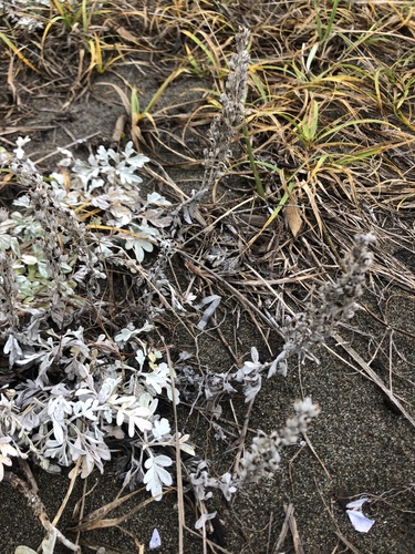 Artemisia stelleriana iNat (3)