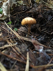 Gymnopilus sapineus