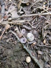 Entoloma incarnatofuscescens