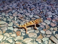 Chondrodactylus angulifer