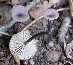 Entoloma incarnatofuscescens
