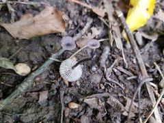 Entoloma incarnatofuscescens