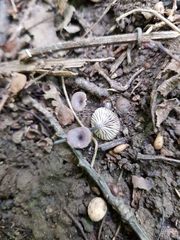 Entoloma incarnatofuscescens
