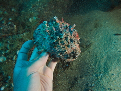 Spondylus senegalensis