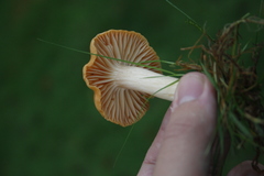 Cuphophyllus pratensis image