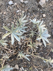 Lupinus obtusilobus