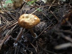 Gymnopilus sapineus