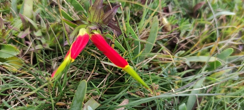 Castilleja tapeinoclada (Castilleja tapeinoclada)