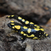 Salamandra salamandra longirostris - Photo (c) Manuel R.G, μερικά δικαιώματα διατηρούνται (CC BY-NC), uploaded by Manuel R.G