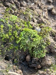 Anthoceros agrestis