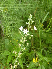 Ornithogalum