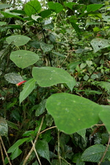 Tropaeolum adpressum