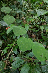 Tropaeolum adpressum