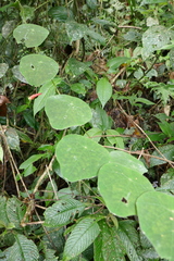 Tropaeolum adpressum