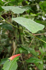 Tropaeolum adpressum