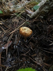 Gymnopilus sapineus
