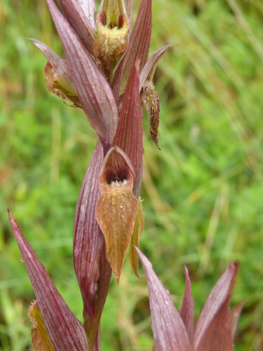 Long-lipped serapias