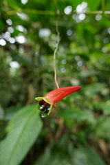Tropaeolum adpressum