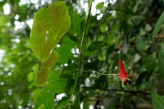 Tropaeolum adpressum