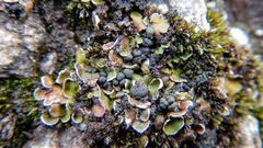 Psora globifera