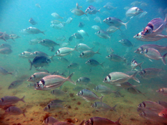 Nemadactylus macropterus