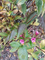 Weigela floribunda