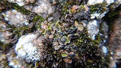 Psora globifera