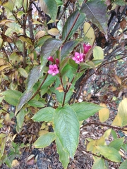 Weigela floribunda