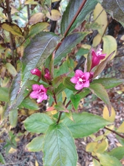 Weigela floribunda