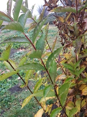 Weigela floribunda