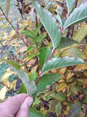 Weigela floribunda